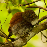 Chestnut-backed Owlet